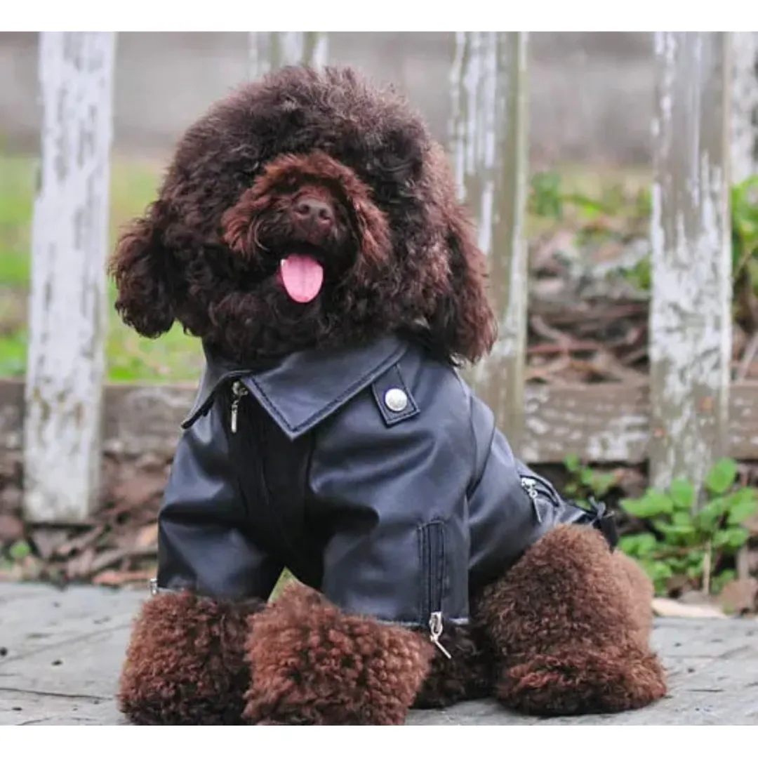 Moto Jacket